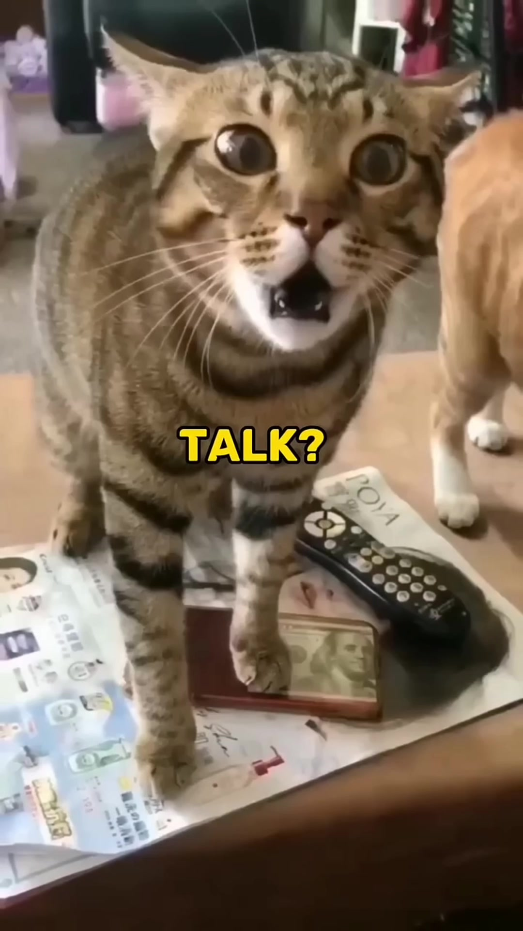 cat_thumbnail
